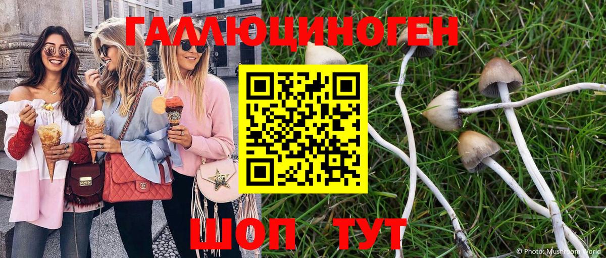 Псилоцибиновые грибы Psilocybine cubensis Калуга